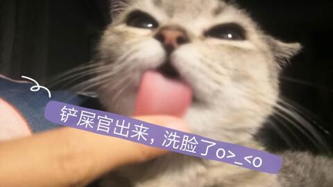 娱乐吃瓜酱猫妈,揭秘娱乐圈背后的温馨故事